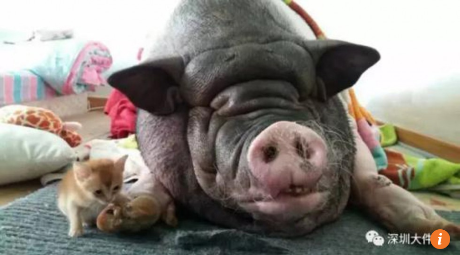 Huge Pet Pig's Snoring Disrupts Peace, Causes Chinese Family to Move Six Times - World Of Buzz