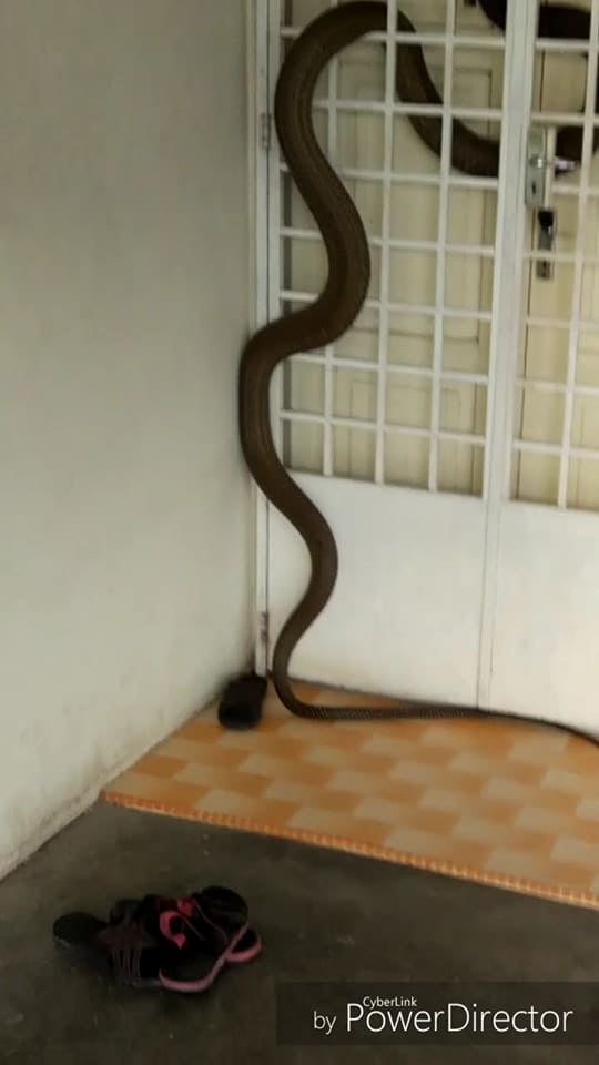 Huge Snake Slithers Into Malaysian's House For Few Days Vacation Finally Discovered and Caught - World Of Buzz 1