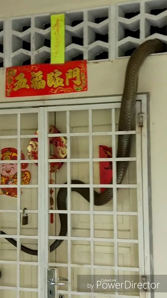 Huge Snake Slithers Into Malaysian's House For Few Days Vacation Finally Discovered and Caught - World Of Buzz 2