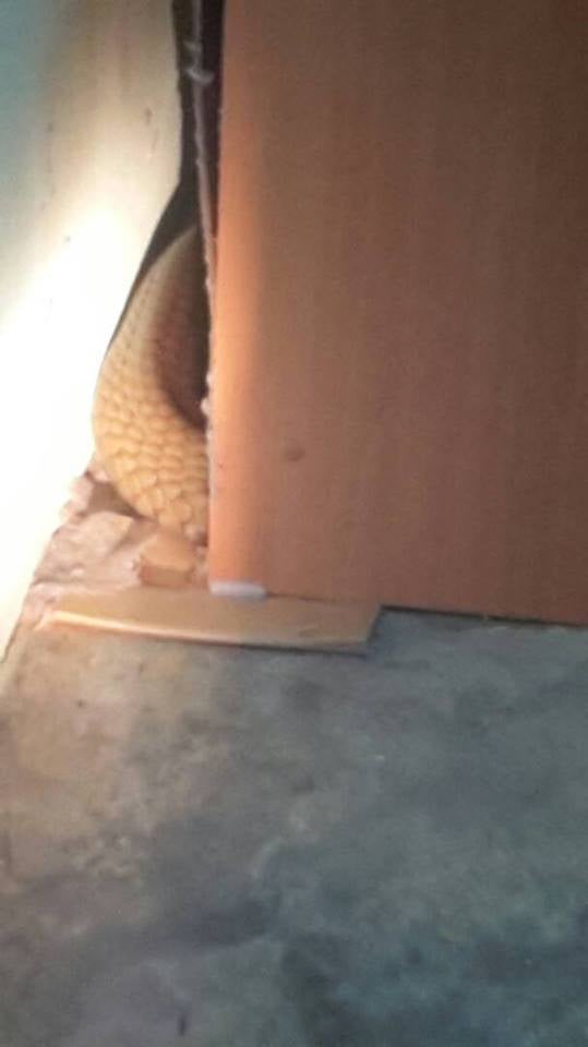 Huge Snake Slithers Into Malaysian's House For Few Days Vacation Finally Discovered and Caught - World Of Buzz 4