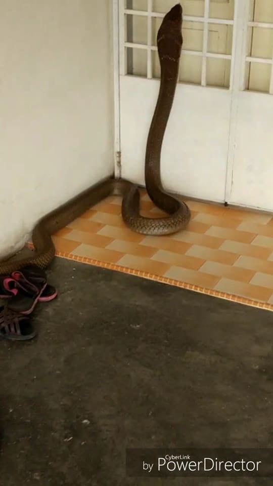 Huge Snake Slithers Into Malaysian's House For Few Days Vacation Finally Discovered and Caught - World Of Buzz