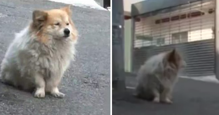 Little Dog Waits Patiently For 3 Years For Sick Owner Who Is Never Coming Back - World Of Buzz 4