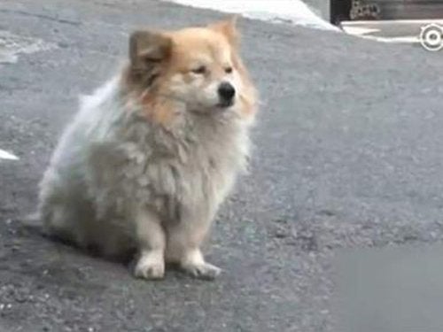 Little Dog Waits Patiently For 3 Years For Sick Owner Who Is Never Coming Back - World Of Buzz