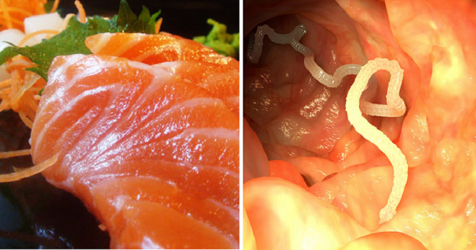 sashimi lovers in for a surprise as japanese broad tapeworms found in alaska caught salmon world of buzz