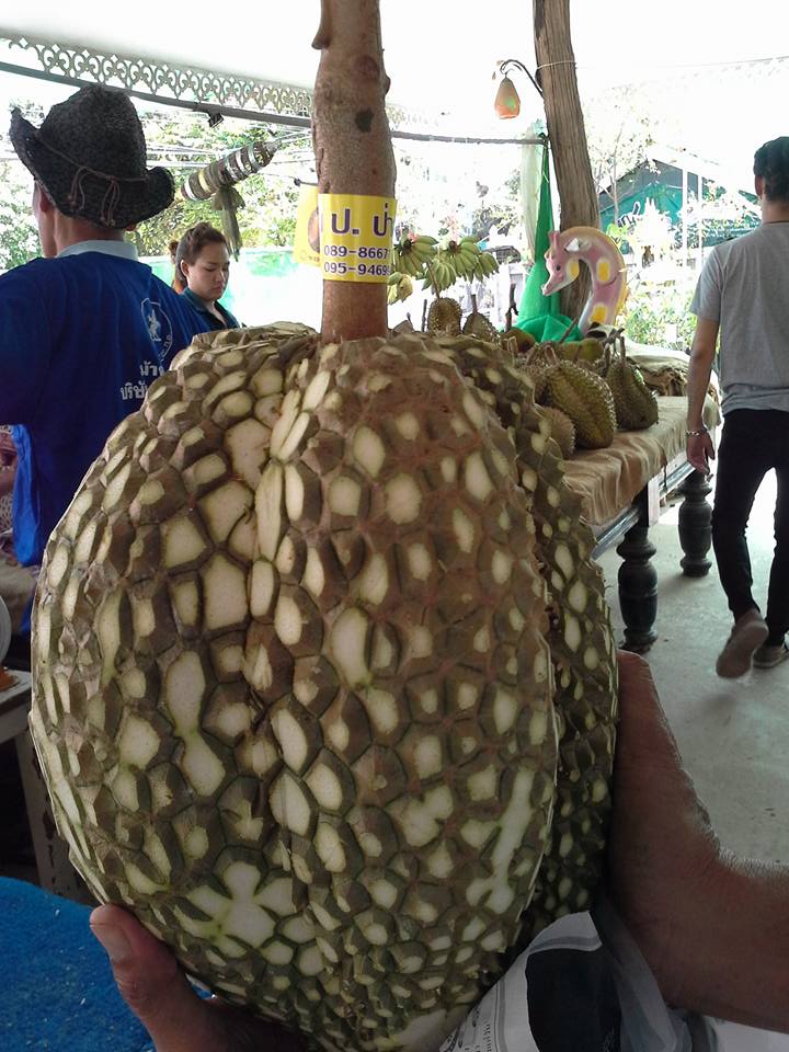 Thai Farmer Sells 'Thornless Durians', Netizens Have no Idea What to Think - World Of Buzz 1
