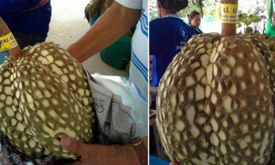 Thai Farmer Sells 'Thornless Durians', Netizens Have No Idea What To Think - World Of Buzz 3