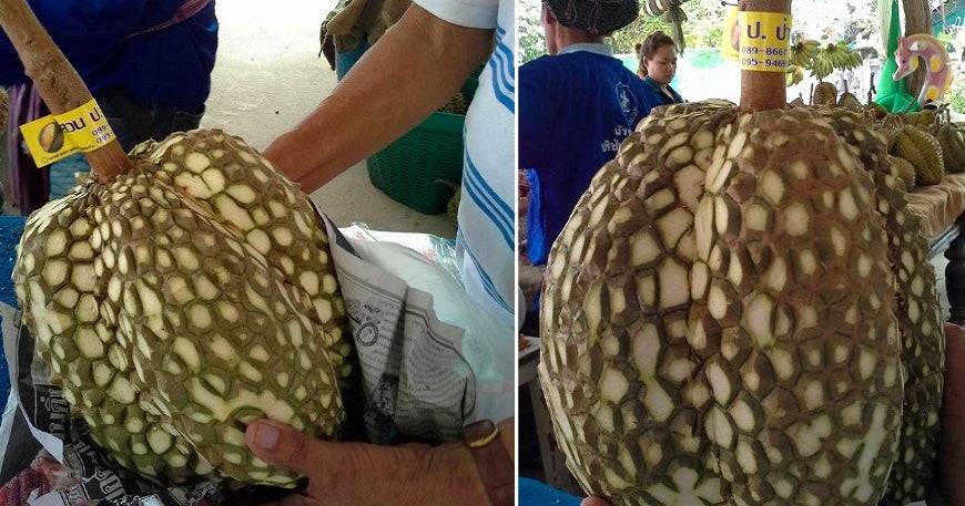 Thai Farmer Sells 'Thornless Durians', Netizens Have No Idea What To Think - World Of Buzz 3