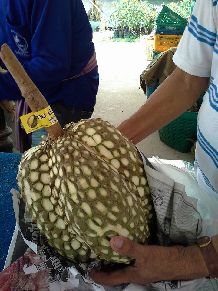 Thai Farmer Sells 'Thornless Durians', Netizens Have no Idea What to Think - World Of Buzz