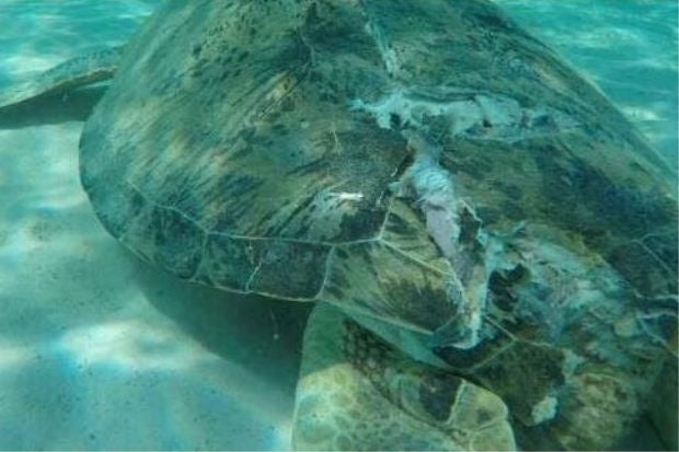 Turtle Killed by Boat Propeller in Pulau Perhentian, Netizens Upset Over Negligence - World Of Buzz 4