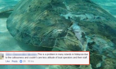Turtle Killed By Boat Propeller In Pulau Perhentian, Netizens Upset Over Negligence - World Of Buzz 6
