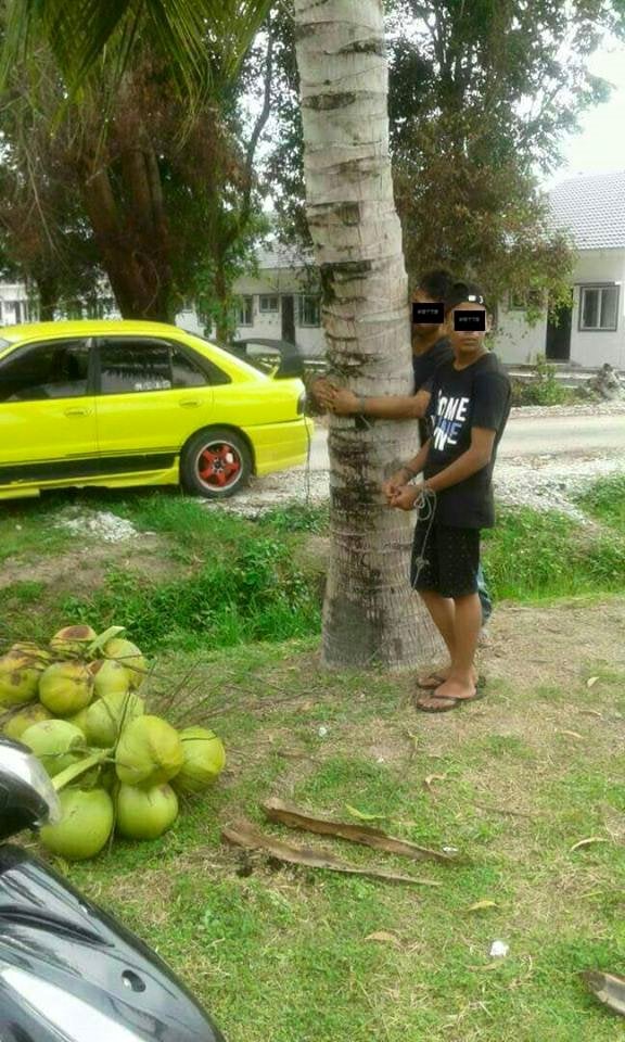Villagers Catch Two Men Stealing Coconuts, Ties Them To Tree As Punishment - World Of Buzz