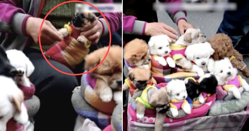 viral video shows puppies tightly wrapped in cloths are sold like toys on street world of buzz 2