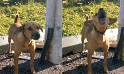 Abandoned Dog Faithfully Waits For Owner, Even After Attacked By Strays At Night In Taiping - World Of Buzz 1