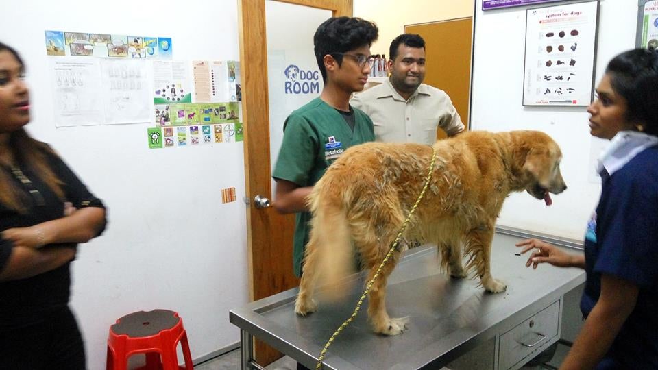 Dog Starves After Abandoned by Owners, Kindhearted Malaysians Care For it - World Of Buzz 2