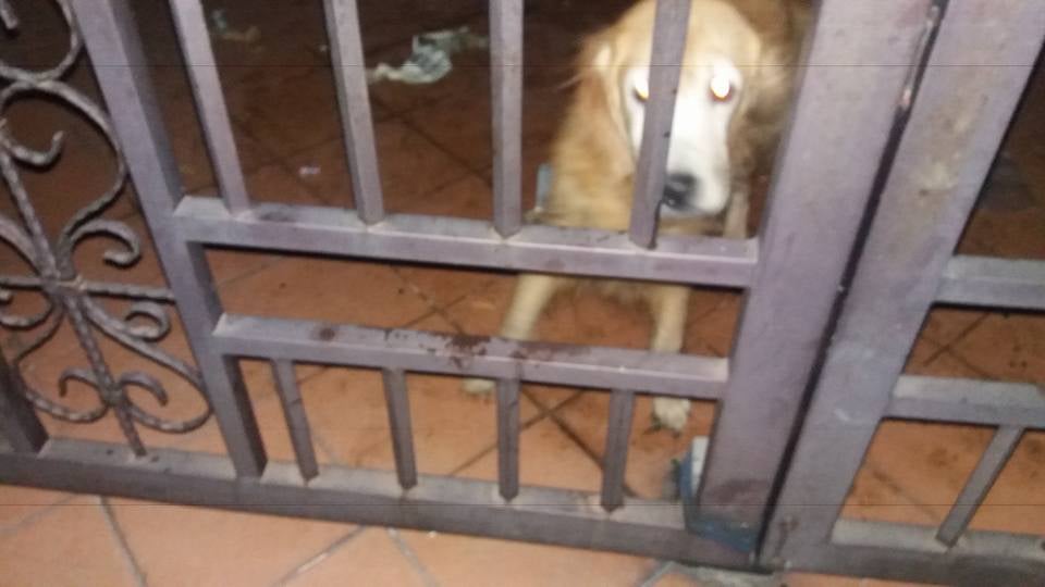 Dog Starves After Abandoned by Owners, Kindhearted Malaysians Care For it - World Of Buzz 3