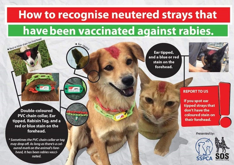 Dogs Are Now Being Poisoned by Malaysians Scared of Rabies Outbreak - World Of Buzz