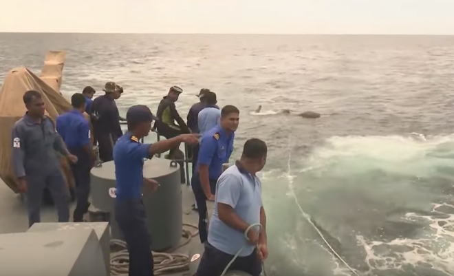 Elephant Struggling to Breathe Found in Ocean, Navy Boat Gently Tows It to the Shore - World Of Buzz