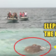 Elephant Swept Away And Stranded In The Ocean, Navy Rescues It - World Of Buzz