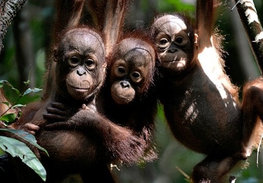 Funds for Endangered Borneo Orang Utans "Not Spent Wisely", Causes Decline in Species - World Of Buzz 1