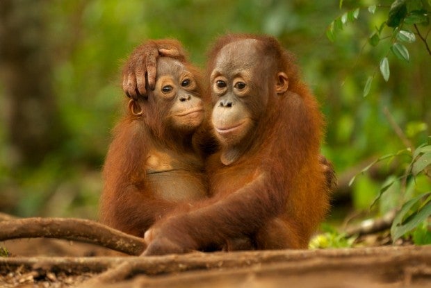 Funds for Endangered Borneo Orang Utans "Not Spent Wisely", Causes Decline in Species - World Of Buzz 2