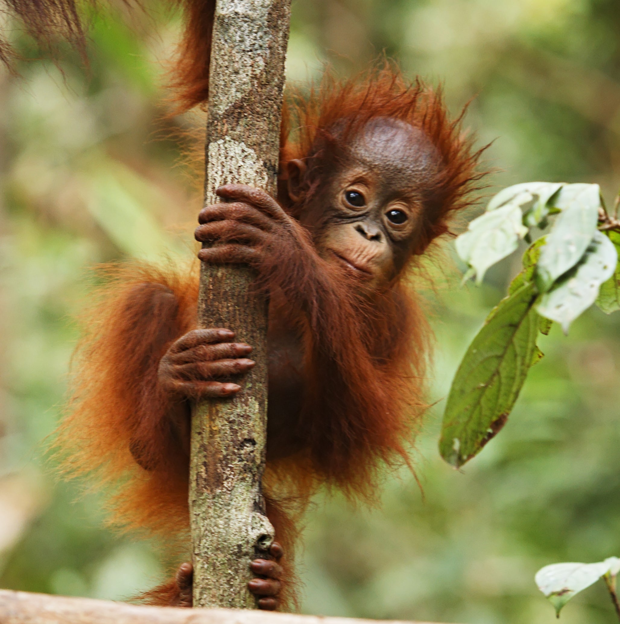 Funds for Endangered Borneo Orang Utans "Not Spent Wisely", Causes Decline in Species - World Of Buzz 3
