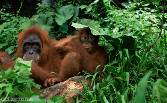 Funds For Endangered Borneo Orang Utans &Quot;Not Spent Wisely&Quot;, Causes Decline In Species - World Of Buzz 4