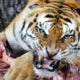 Heartless Children Dumps Elderly Parents In Tiger Reserve To Be Mauled For Compensation - World Of Buzz