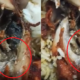Malaysian Lady Disgustingly Finds Worms Wriggling In Fried Chicken From Kuantan Mamak - World Of Buzz 2