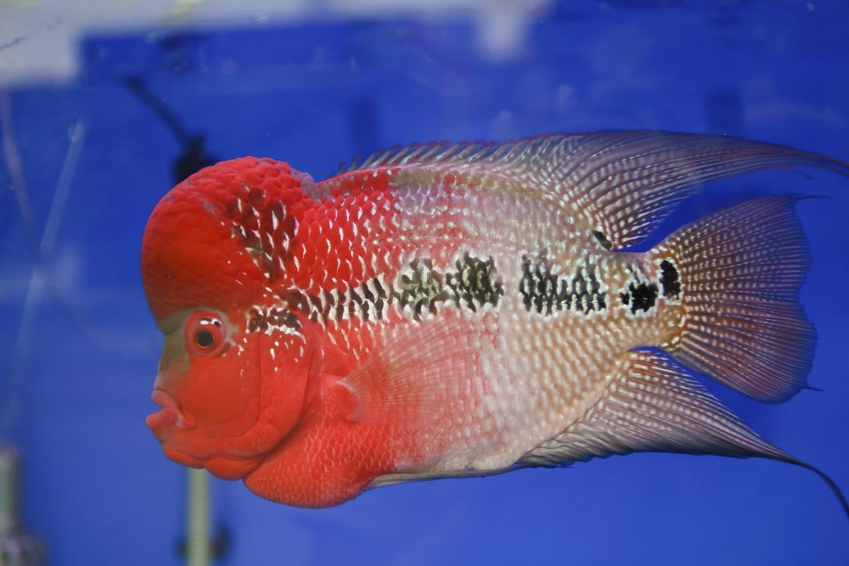 Malaysian Man Fries RM2,800 Flowerhorn Fish, Criticised by Angry Netizens - World Of Buzz 7