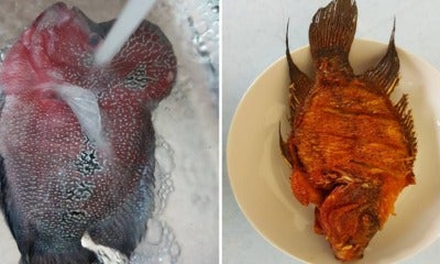 Malaysian Man Fries Rm2,800 Flowerhorn Fish, Criticised By Angry Netizens - World Of Buzz 8