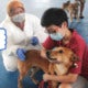 Malaysians Salute Muslim Veterinary Officers For Holding Dogs To Vaccinate Them - World Of Buzz