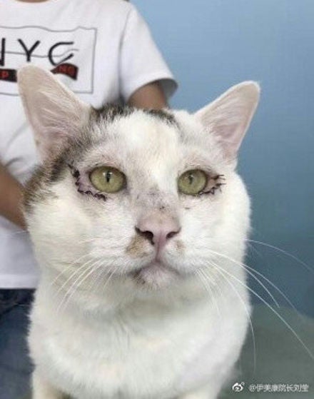 Netizens Are Going Crazy Over Stray Cat Getting 'Double Eyelid Surgery' - World Of Buzz 2