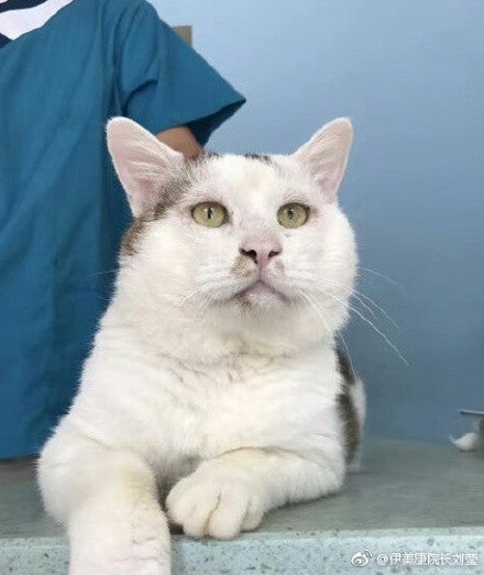 Netizens Are Going Crazy Over Stray Cat Getting 'Double Eyelid Surgery' - World Of Buzz 3