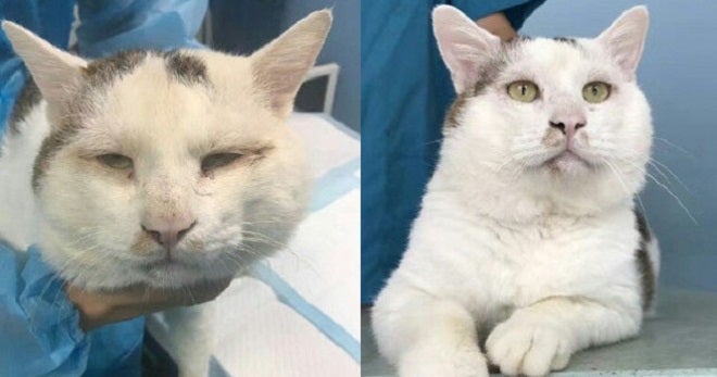 Netizens Are Going Crazy Over Stray Cat Getting 'Double Eyelid Surgery' - World Of Buzz 4