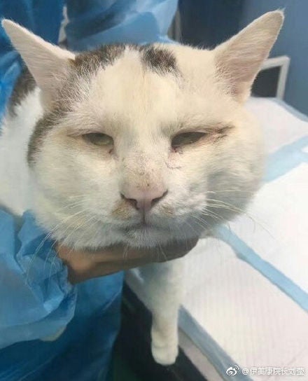 Netizens Are Going Crazy Over Stray Cat Getting 'Double Eyelid Surgery' - World Of Buzz