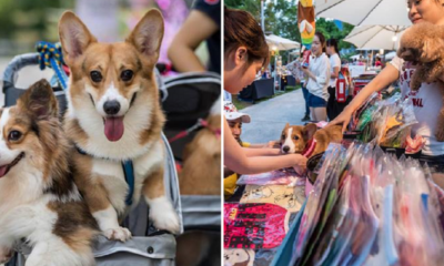 Play With Cute Doggies At This Monthly Pet Bazaar In Desa Park City! - World Of Buzz