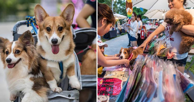 Play With Cute Doggies at this Monthly Pet Bazaar in Desa Park City! - World Of Buzz