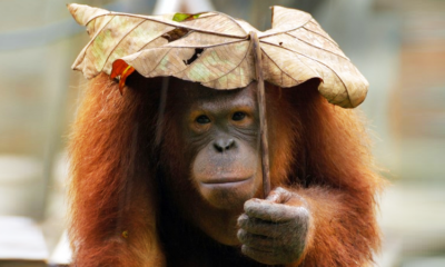 Rm128 Million Funds For Orang Utans &Quot;Not Spent Wisely&Quot;, Species Continue To Decline - World Of Buzz
