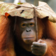 Rm128 Million Funds For Orang Utans &Quot;Not Spent Wisely&Quot;, Species Continue To Decline - World Of Buzz