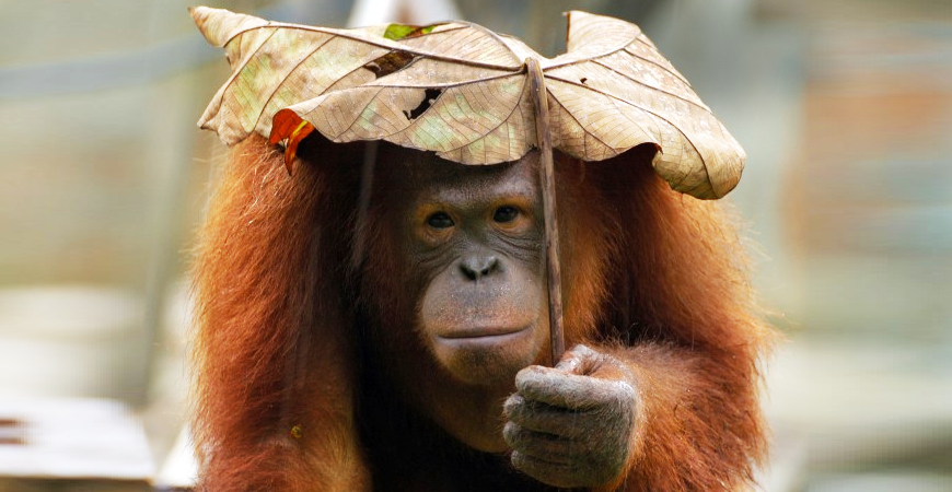 RM128 Million Funds for Orang Utans "Not Spent Wisely", Species Continue to Decline - World Of Buzz