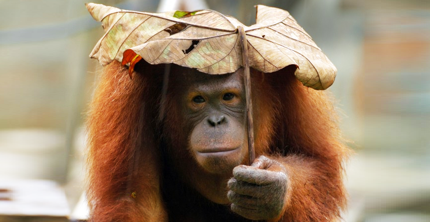 Rm128 Million Funds For Orang Utans &Quot;Not Spent Wisely&Quot;, Species Continue To Decline - World Of Buzz