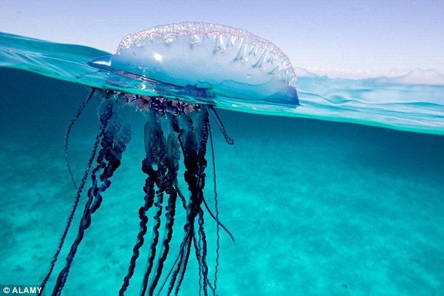 2B7C80EA00000578 3203167 The Portuguese man o war is recognisable to having giant tentacl a 3 1439974281828
