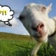 3 Indonesian Boys Sexually Abuse Friends And A Goat After Watching Porn - World Of Buzz 4