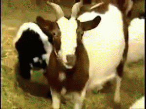 3 Indonesian Boys Sexually Abuse Friends And A Goat After Watching Porn - World Of Buzz