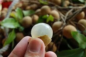 7-Year-Old Malaysian Girl Tragically Dies After Choking on Longan Fruit - World Of Buzz 1