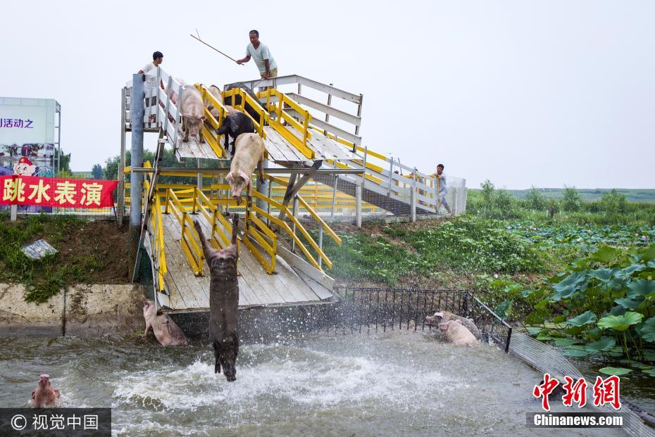 Farmer Makes Pigs Dive Off Platform Daily To Keep Them Healthy - World Of Buzz 1