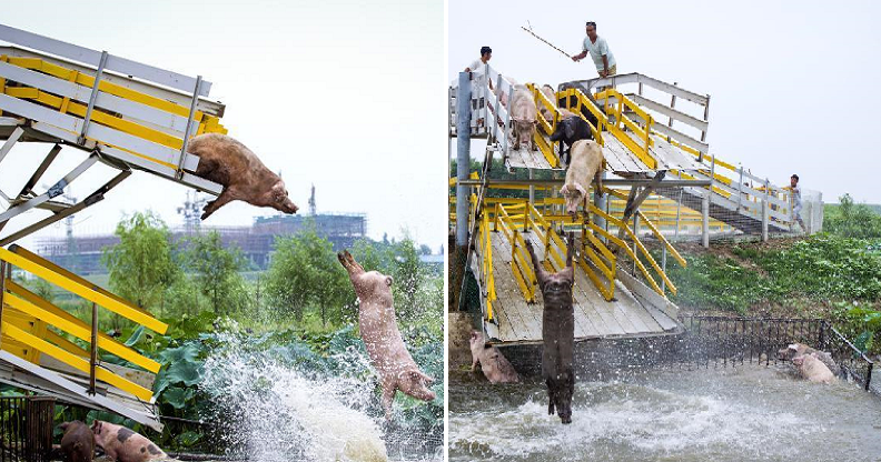 Farmer Makes Pigs Dive Off Platform Daily To Keep Them Healthy - World Of Buzz 2