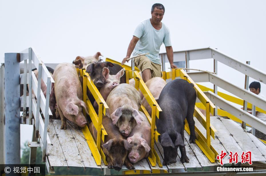Farmer Makes Pigs Dive Off Platform Daily To Keep Them Healthy - World Of Buzz