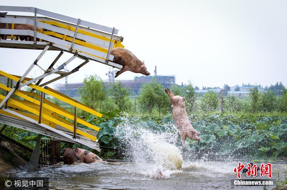 Farmer Sets Up Diving Platform To Keep His Pigs Healthy - World Of Buzz