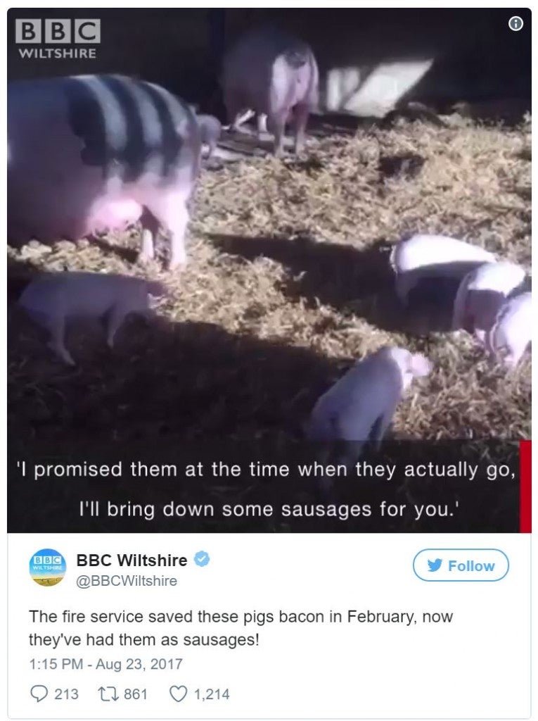 Firefighters Save Pigs from Burning Barn, Later Gets Them as 'Thank You' Sausages - World Of Buzz 1